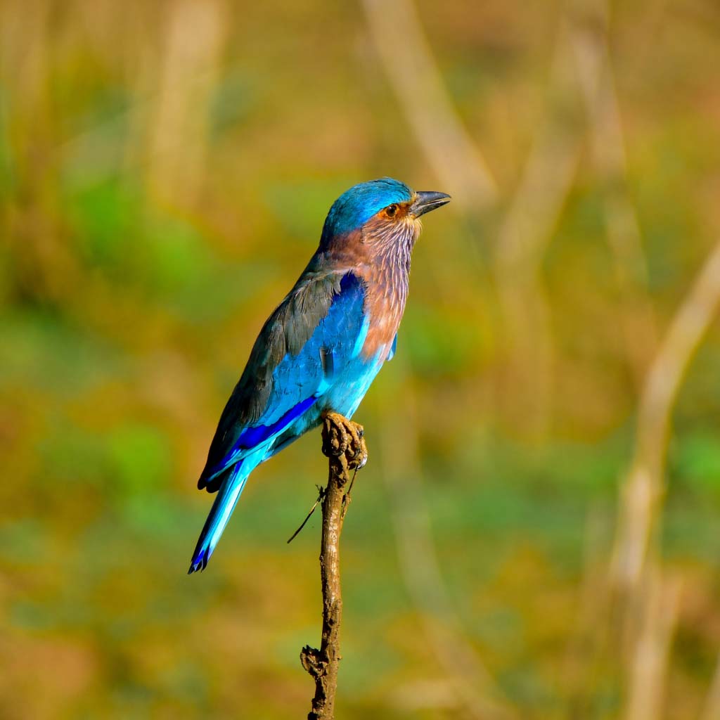 Yala National Park 1 1