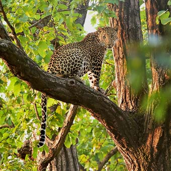 Jabalpur to Bandhavgarh 1